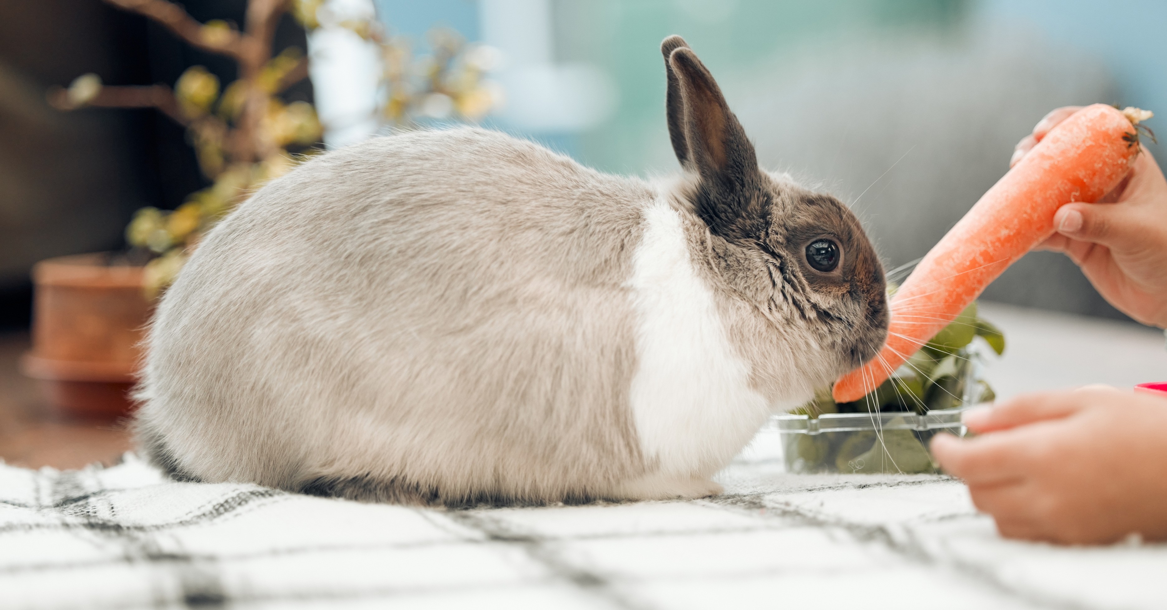 Dos and Don'ts of Feeding Your Pet Rabbit